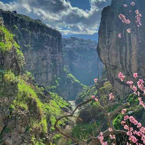 محمدرضا شاکری انگور خوشه ره شراب هاکنم